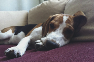  Как да се лекува кучешки мастит