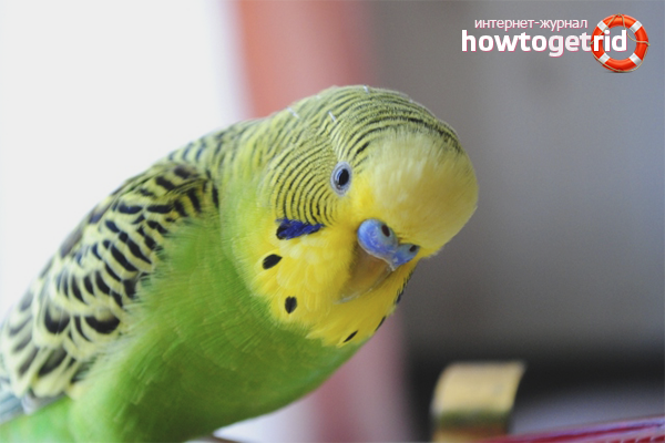 Как да определите пола на един папагал по характер