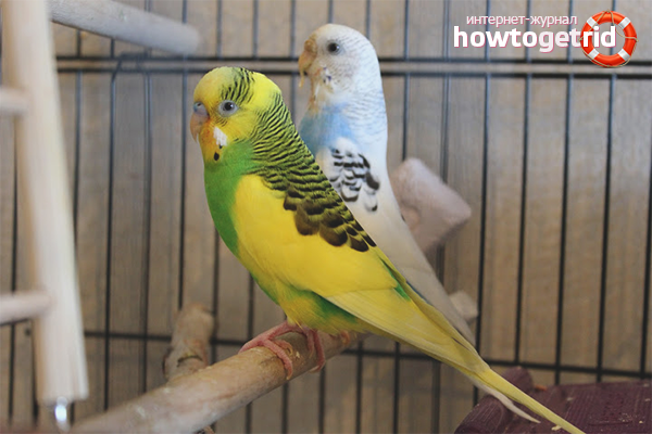 Как да определите пола на различни папагали