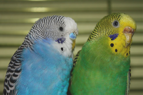 Как да различаваме момчето от момичето