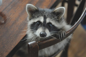  Как да се грижим за миеща мечка