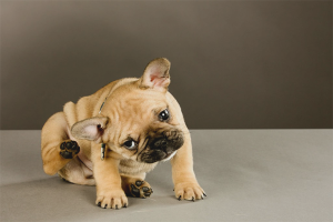  Как да получите бълха от куче