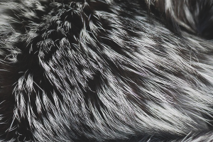  Как да се чисти сребърна лисица кожа