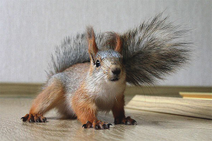  Как да се грижим за катерица