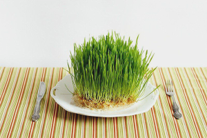  Как да покълнат пшеницата