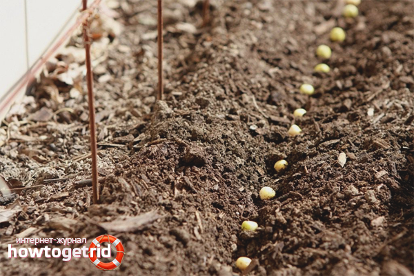 Къде да растеж грах