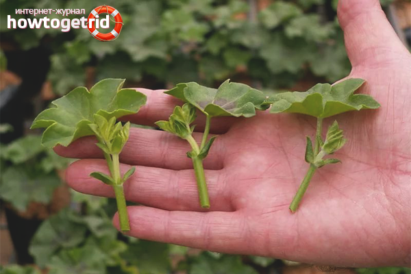 Ние отглеждаме здравец от резници