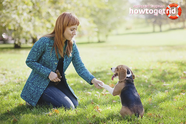 Домашен любимец за депресия