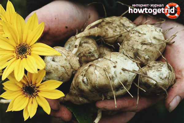 Къде да засадят топинамбур