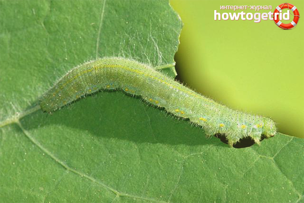 Зеле гъсеница