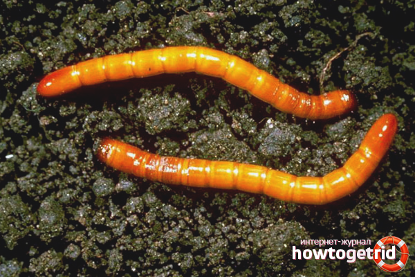 Как да се справя с wireworm