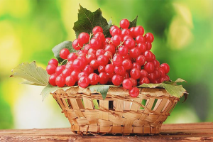  Как да съхранявате вибринум