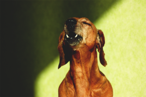  Как да отбиете куче, което да лае у дома