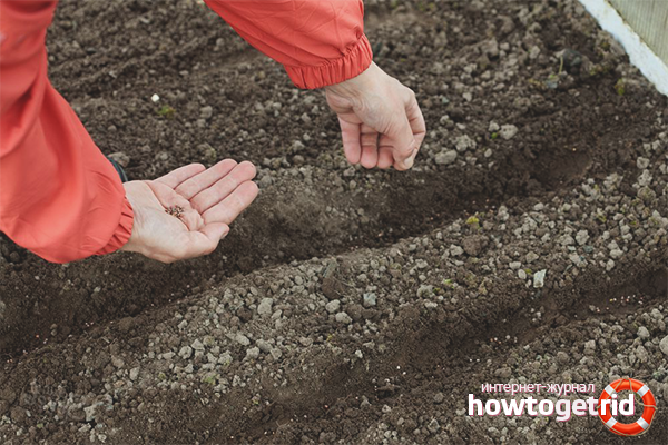 Как да засадят репички