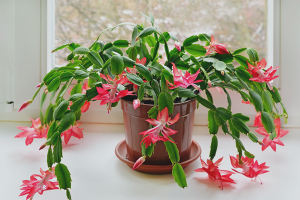  Как да се грижим за Демократиста