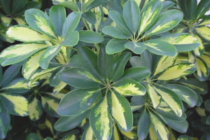  Как да се грижим за готвача