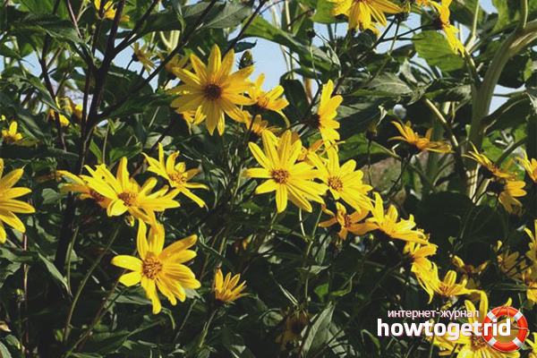 Как да се грижим за топинамбур