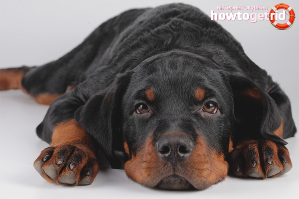 Погледът на болното куче