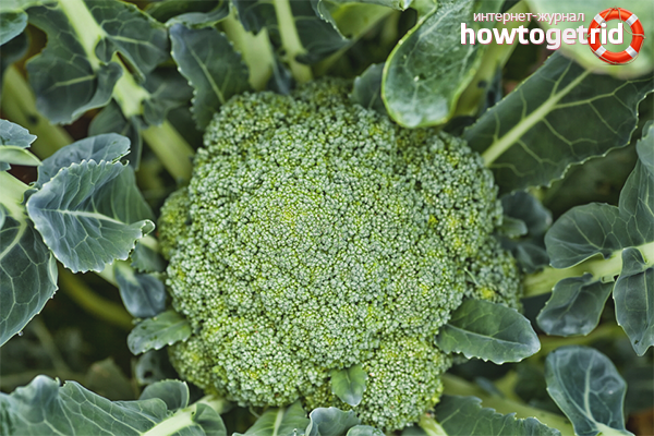 Броколи вредители