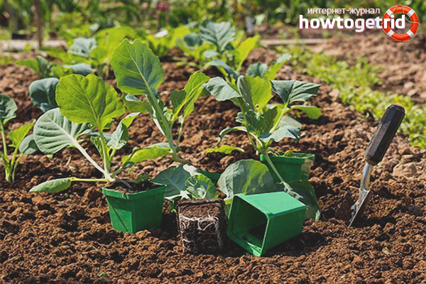 Броколи се приземяват в земята