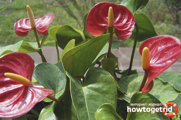 Anthurium