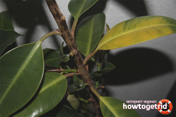 Какво да направите, ако ficus оставя жълто