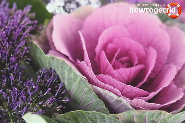 Декоративно зеле