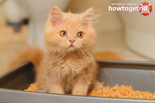 Как да учим коте на табла