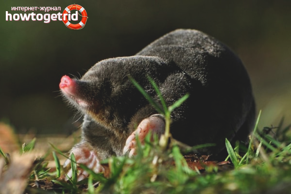 Мола в градината