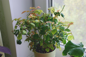  Защо оставя жълто руса стая