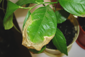  Защо листата се оцветяват в лимони