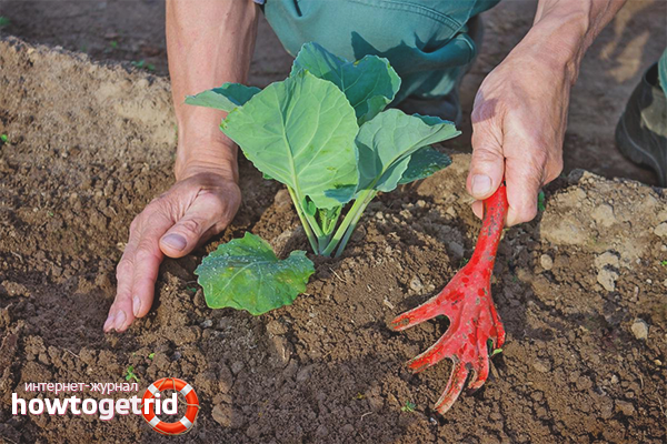 Засаждане на декоративно зеле в открита земя