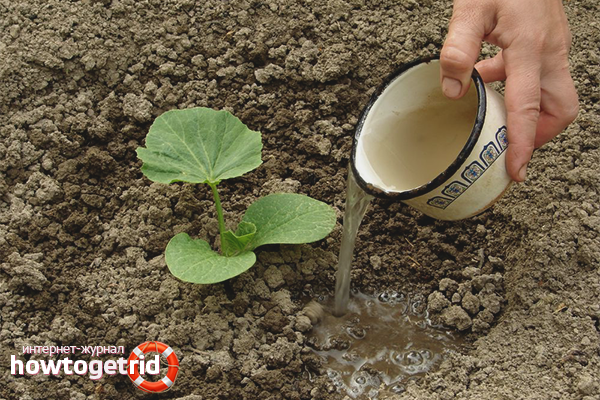 Засаждане на тиква разсад