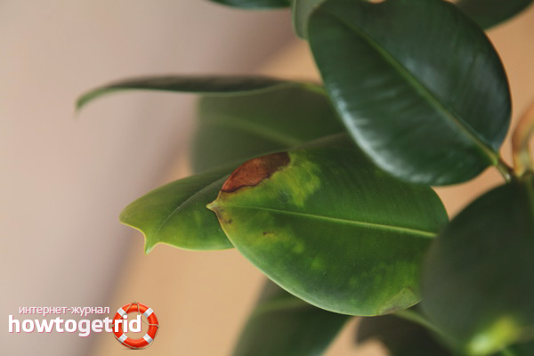 Жълти листа при фикус