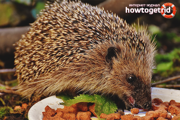 Bir kirpi nasıl beslenir