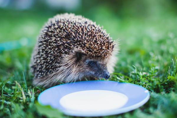 Bir kirpi nasıl beslenir