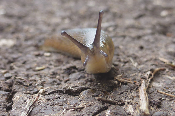 Как да се справяме с охлюви в градината