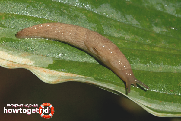 Изплаши глупаците