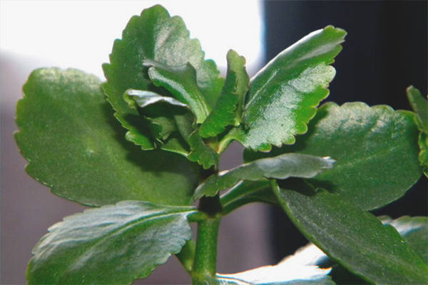 Защо листата на Каланхое стават жълти