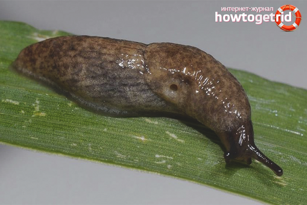 Радикални методи за справяне с охлюви