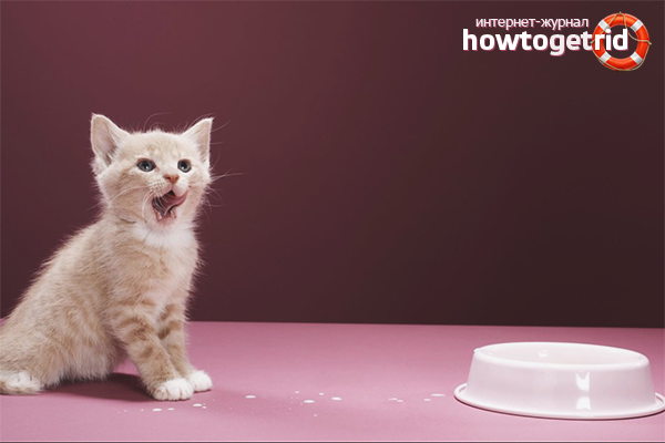 Нахрани котето