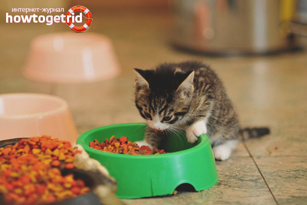 Какво да се храни с котенце за възрастни