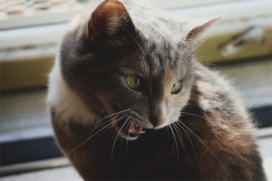  Какво да направя, ако една котка вика и иска котка