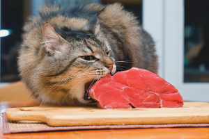  KAK-Кота-perevesti-з-suhogo-корма-на-naturalnuju-pishhu