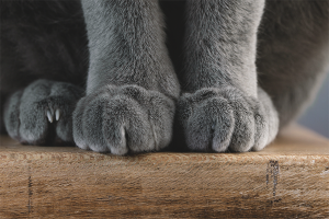  Защо котката ви потъпква