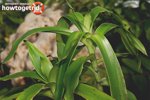 Как да използвате алисия