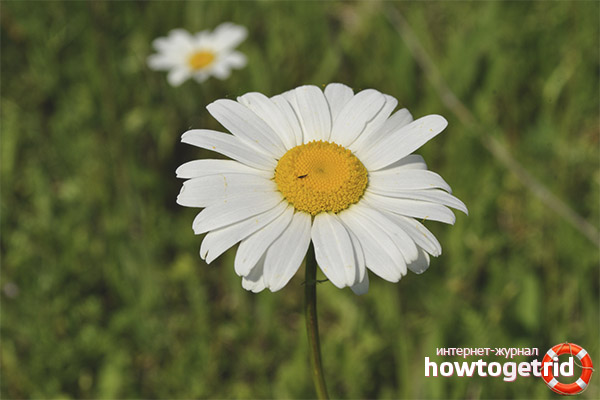 Как да използвате лайка за водни процедури