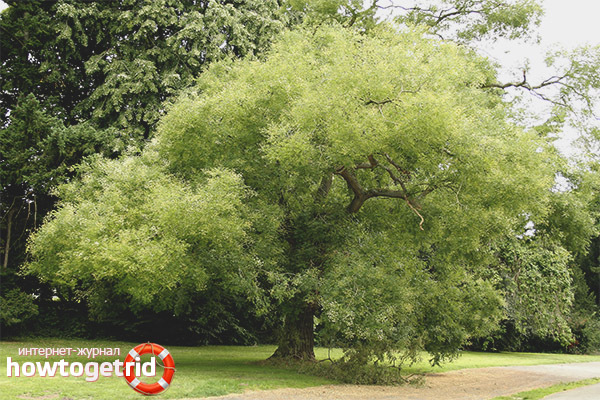 Как да използвате Sophora външно