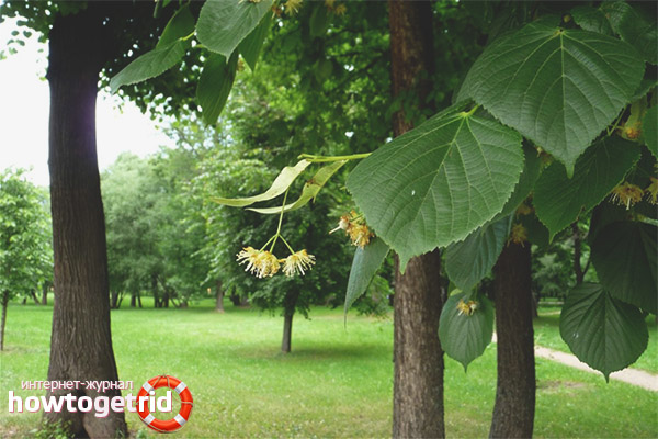 Терапевтични характеристики на липата