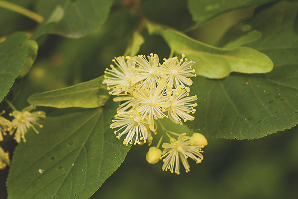 Лечебни свойства и противопоказания на липа